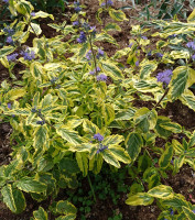 Ořechoplodec klandonský - Caryopteris x clandonensis Variegatus SAZENICE